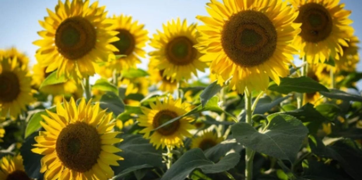 Sunflower Club Cafe Charlotte, North Carolina